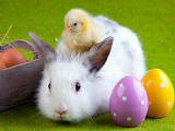 /album/husvet/a217150-160853973975580-4323718-n-jpg/