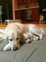 /album/allatok/facebook-1413279373714-jpg1/