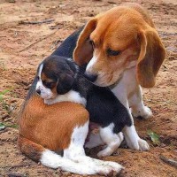 /album/allatok/facebook-1413279482307-jpg1/