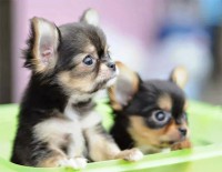 /album/allatok/facebook-1414678884006-jpg1/