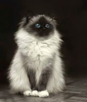 /album/allatok/facebook-1416334334679-jpg1/