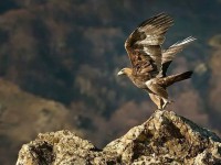 /album/allatok/facebook-1416667279618-jpg1/