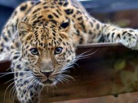 /album/allatok/facebook-1416667308499-jpg1/