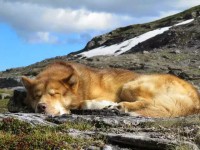 /album/allatok/facebook-1416667331421-jpg1/