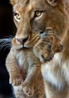 /album/allatok/facebook-1416917658092-jpg1/