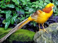 /album/allatok/facebook-1416918165130-jpg1/