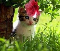 /album/allatok/facebook-1418650323385-jpg1/