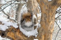 /album/allatok/facebook-1420459714607-jpg1/