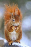 /album/allatok/facebook-1420459735006-jpg1/