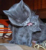 /album/allatok/facebook-1420742775037-jpg1/