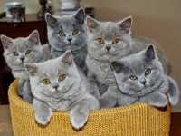 /album/allatok/facebook-1420742805956-jpg1/