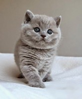 /album/allatok/facebook-1420742907339-jpg1/