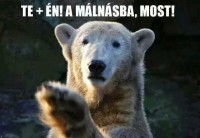 /album/vicces-kepek/img-3171393187306-jpeg/