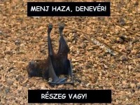 /album/vicces-kepek/img-79331222750953-jpeg/