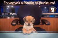 /album/vicces-kepek/kutyus-jpg/